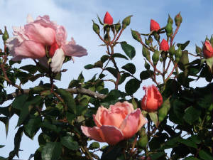 dscf0108.jpg