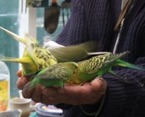 birds.jpg