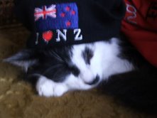patrioticcat.jpg